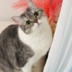 profile_image