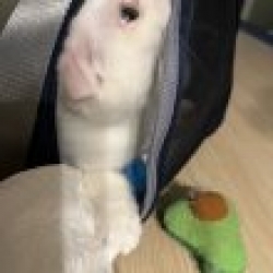 profile_image