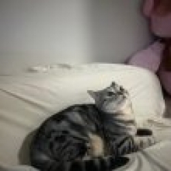 profile_image